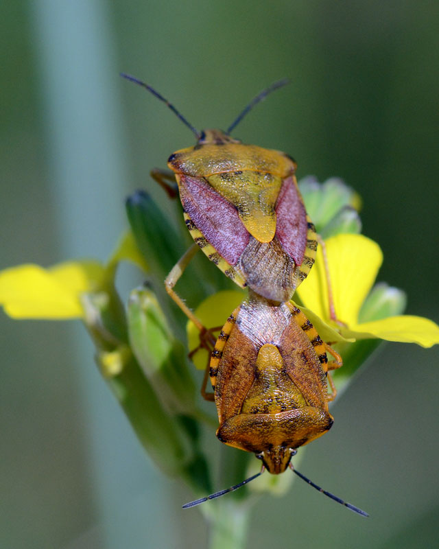 Pentatomidae: Carpocoris pudicus dell''Abruzzo